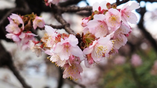 糸川遊歩道のあたみ桜