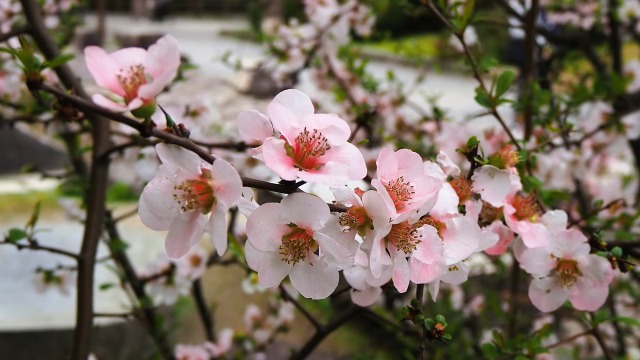 岡崎公園の木瓜