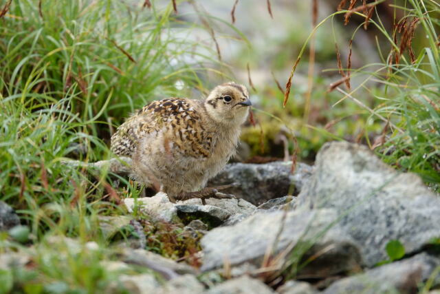 爺ヶ岳のチビ雷鳥