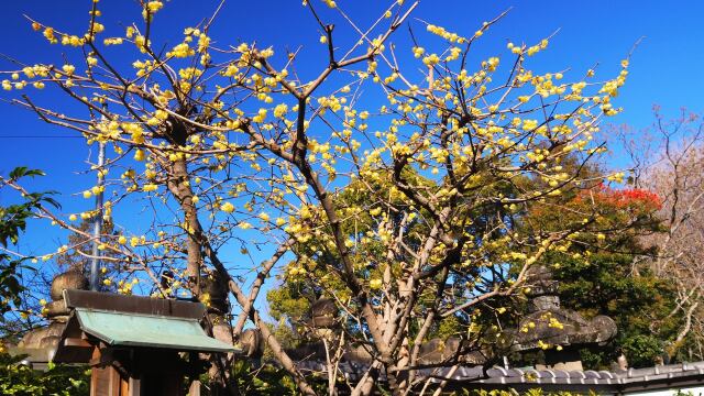 上野東照宮ぼたん苑の蝋梅