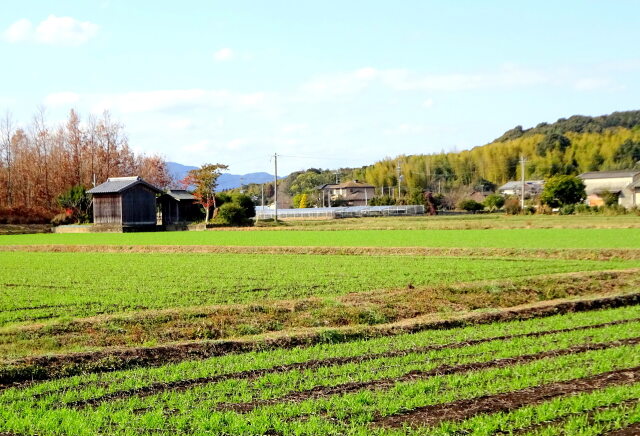 春めいた光の里景色