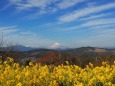 仲春の吾妻山公園