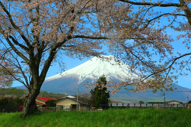 富士山