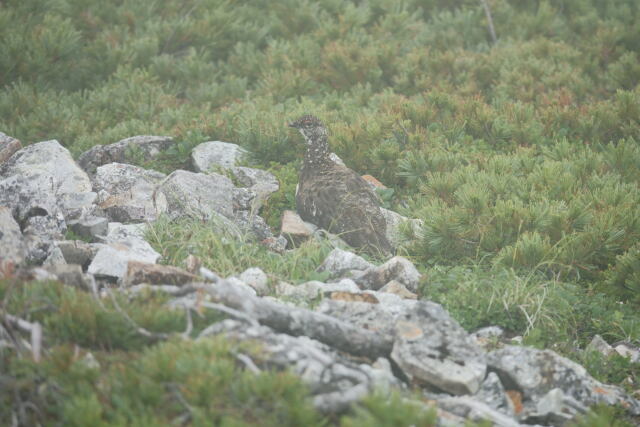 爺ヶ岳の雄雷鳥11