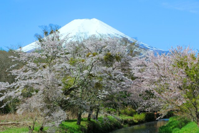 富士山