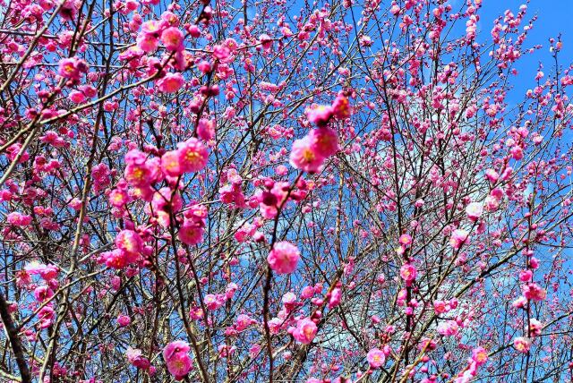 2月5日東紀州梅