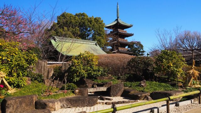 上野東照宮ぼたん苑