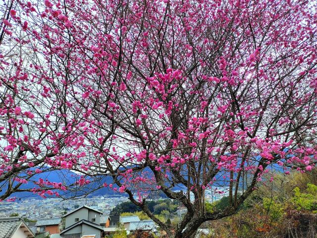 2月6日東紀州梅