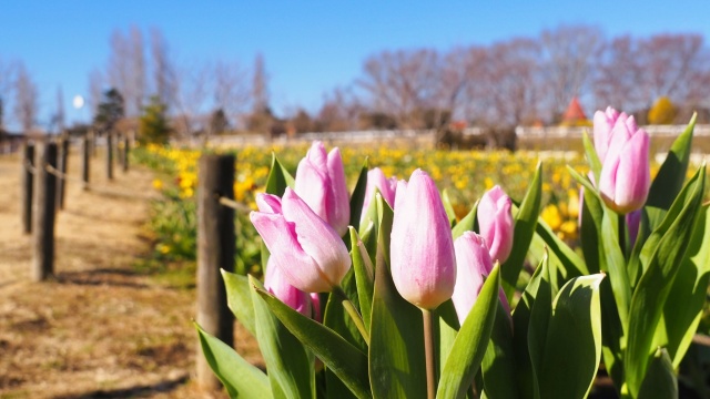 アンデルセン公園のチューリップ