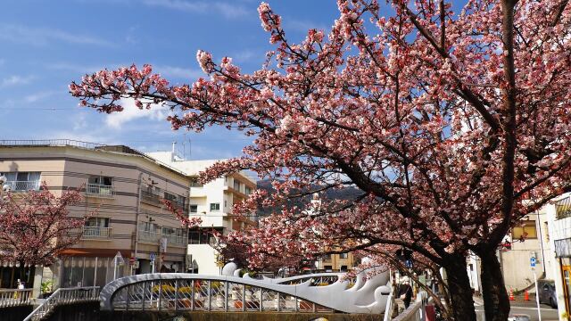 糸川遊歩道のあたみ桜