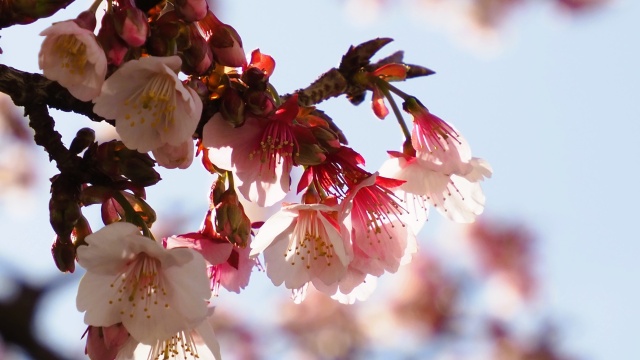 糸川遊歩道のあたみ桜