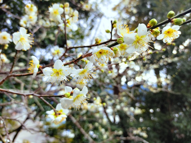 2月7日東紀州梅