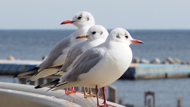 熱海のゆりかもめ