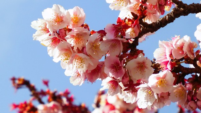 糸川遊歩道のあたみ桜