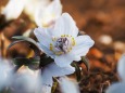 昭和記念公園の節分草