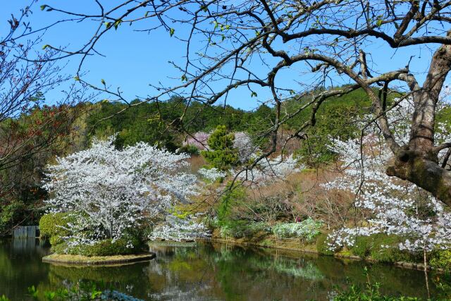 竜安寺