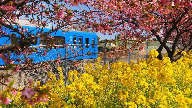 三浦の河津桜と菜の花と京急電車