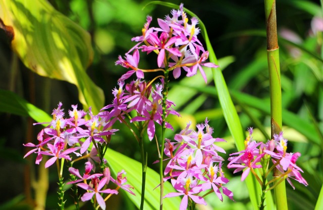 春をつげる花