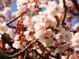 糸川遊歩道のあたみ桜