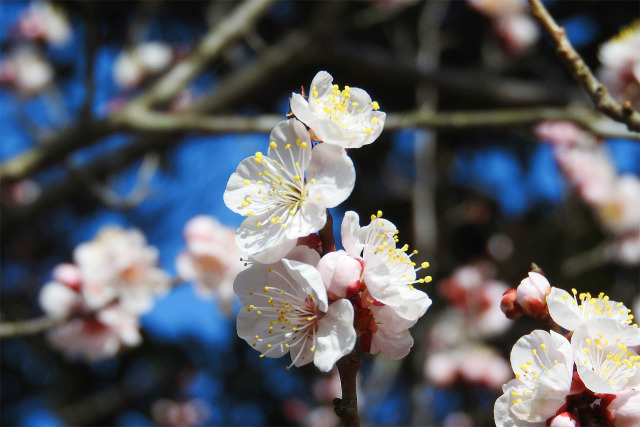 蕗の薹