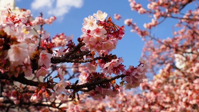 糸川遊歩道のあたみ桜