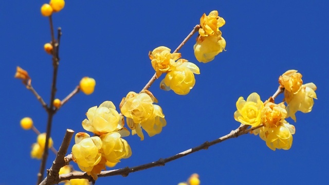 昭和記念公園の蝋梅