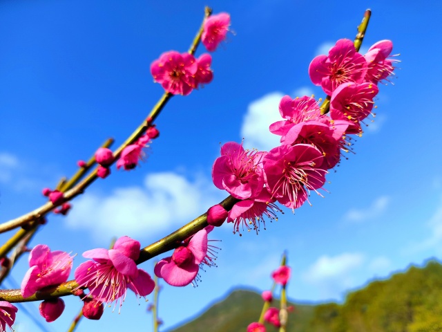 2月12日東紀州梅