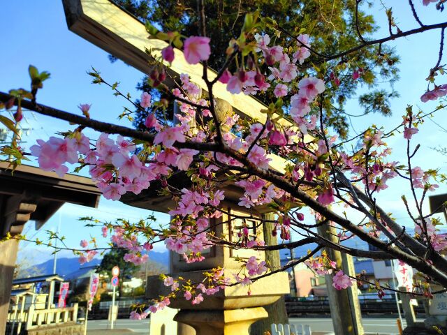 2月12日東紀州河津桜