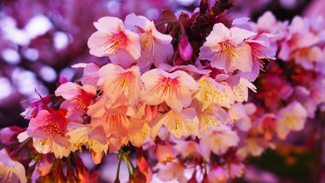 糸川遊歩道のあたみ桜