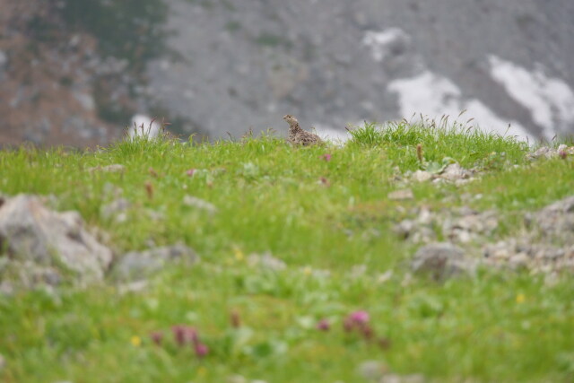 白馬岳のママ雷鳥