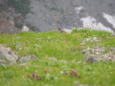 白馬岳のママ雷鳥