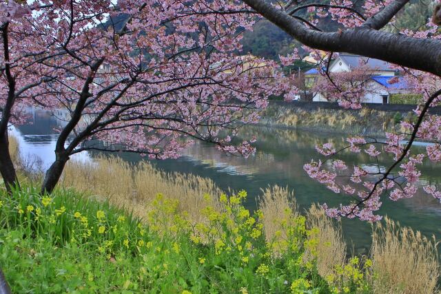 河津桜