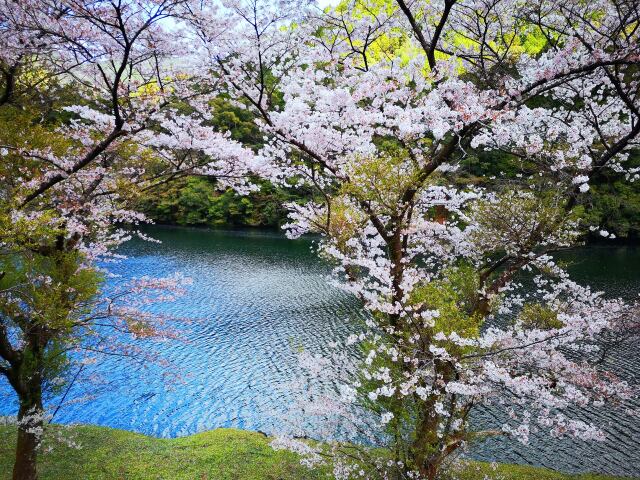 春をつげる花