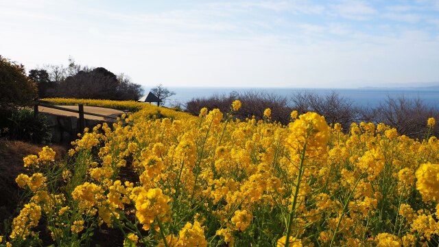 仲春の吾妻山公園