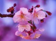 糸川遊歩道のあたみ桜