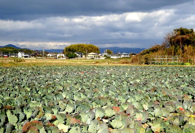 2月中旬 キャベツ畑と里景色