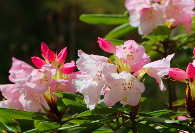 春をつげる花