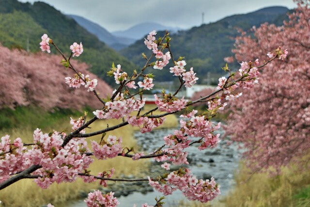 河津町の桜