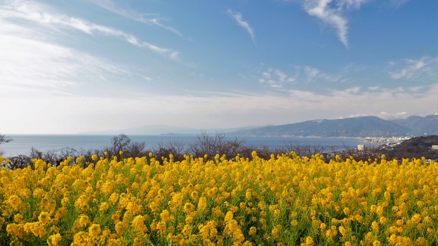 仲春の吾妻山公園