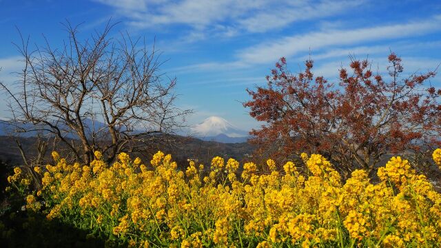 仲春の吾妻山公園から望む富士山