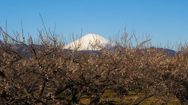 仲春の曾我梅林のから望む富士山