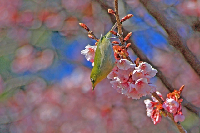 寒桜にメジロ