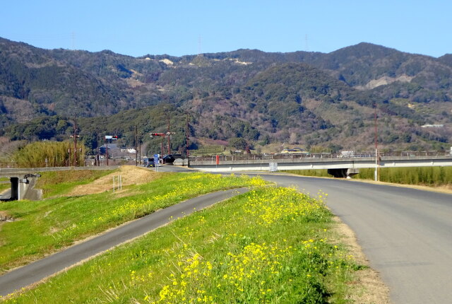 菜の花が咲く土手道