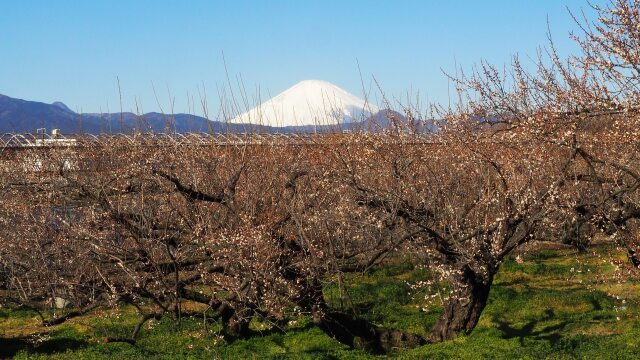 仲春の曾我梅林のから望む富士山