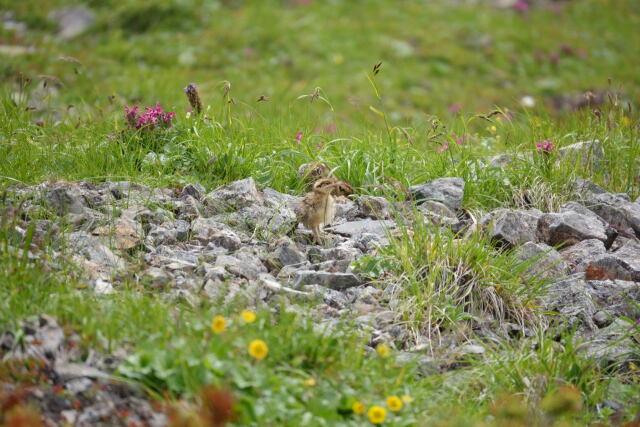 白馬岳のチビ雷鳥2