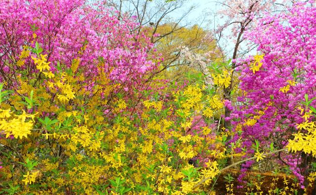 春をつげる花