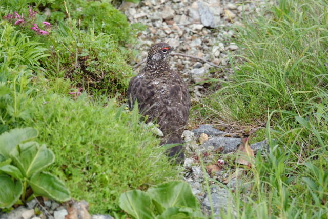 白馬岳の雄雷鳥