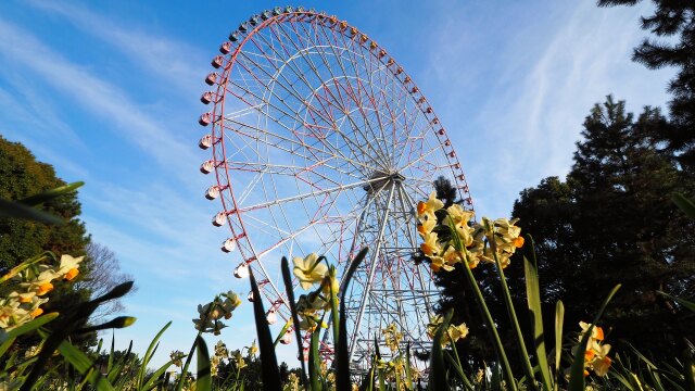 葛西臨海公園の水仙