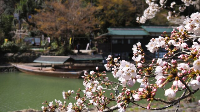 春の嵐山