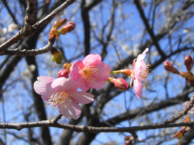 河津桜